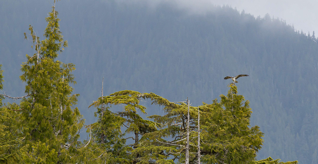Osprey landing, Tofino, Vancouver Island