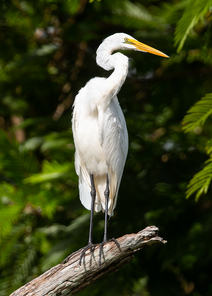 Great egret, Tortuguero
