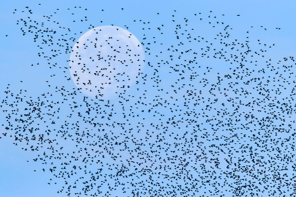 Flock of Knot flying in front of the moon