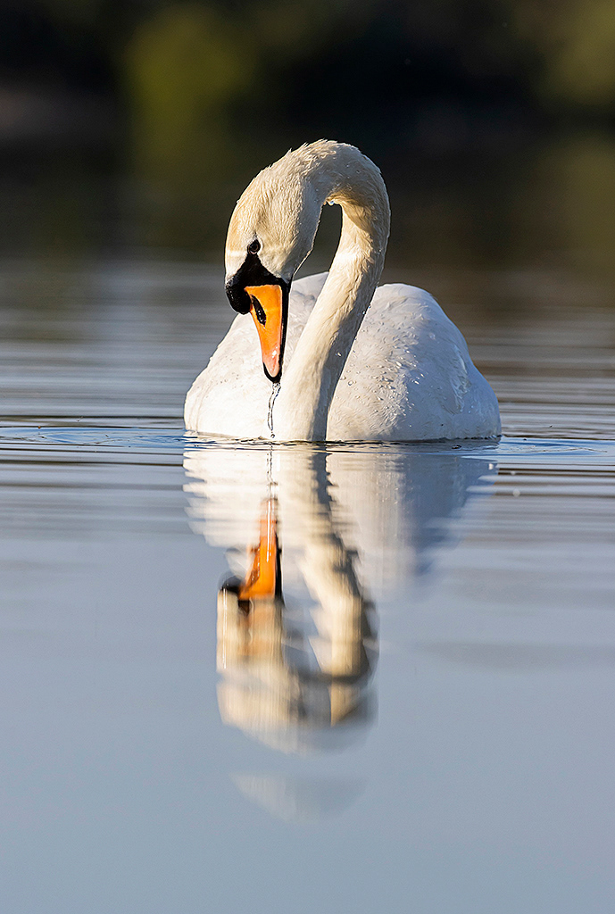 Mute swan and reflection