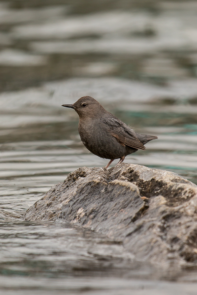 American Dipper