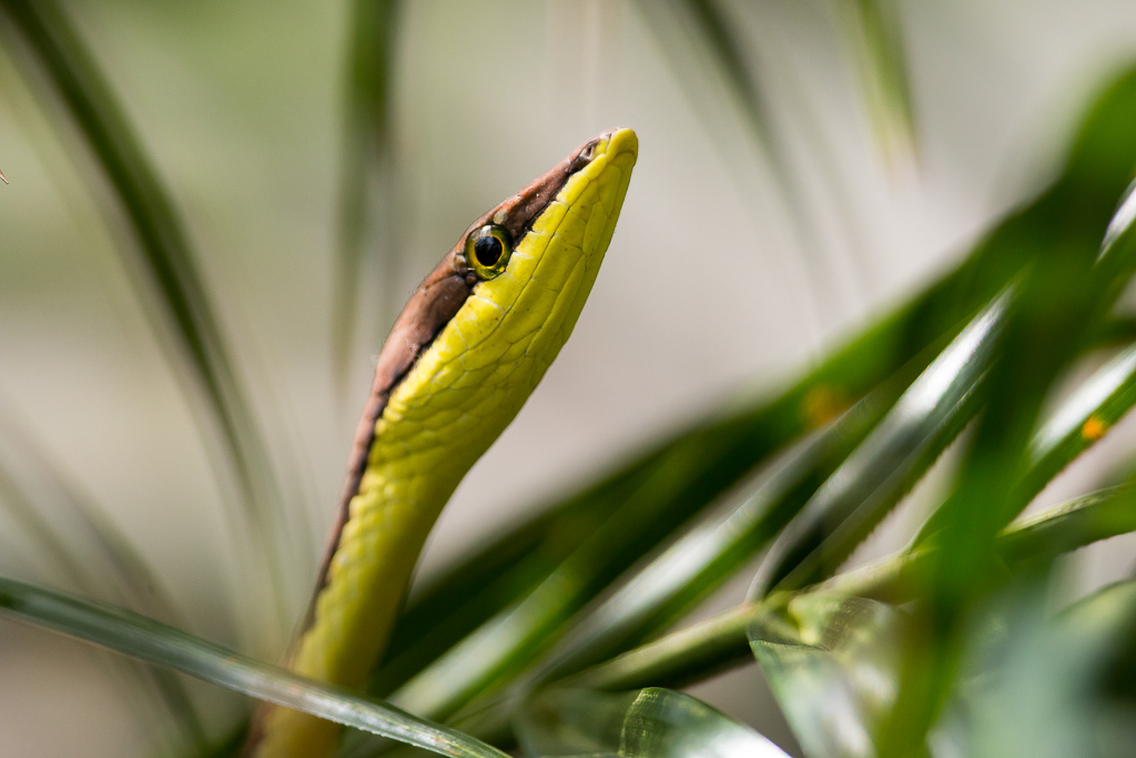 Vine snake, Tortuguero National Park