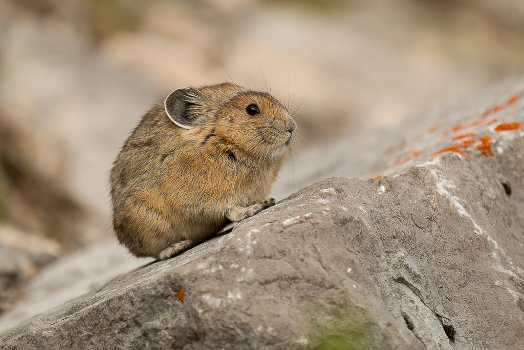 American Pika