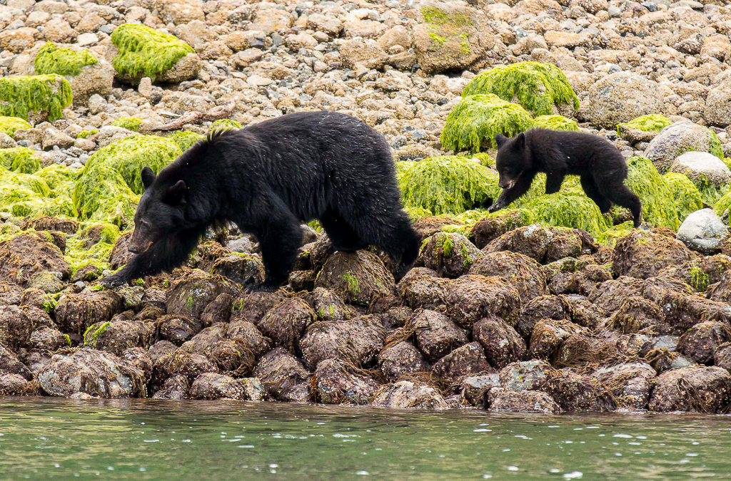 Black bear and cub, Vancouver Island