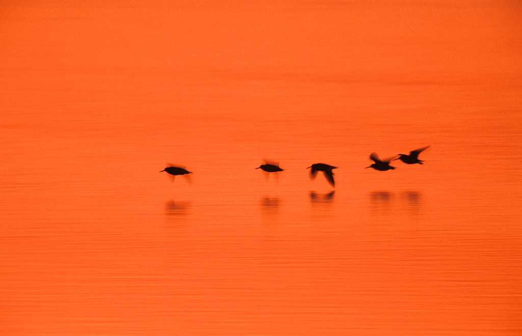Oystercatchers flying at sunset