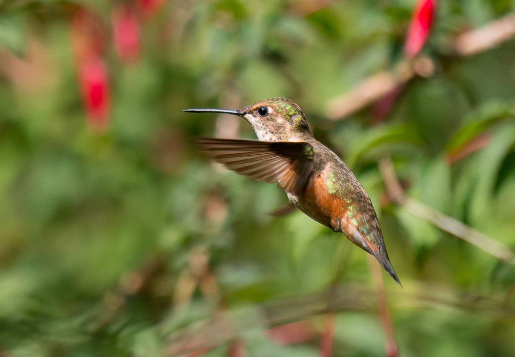 Rufous hummingbird