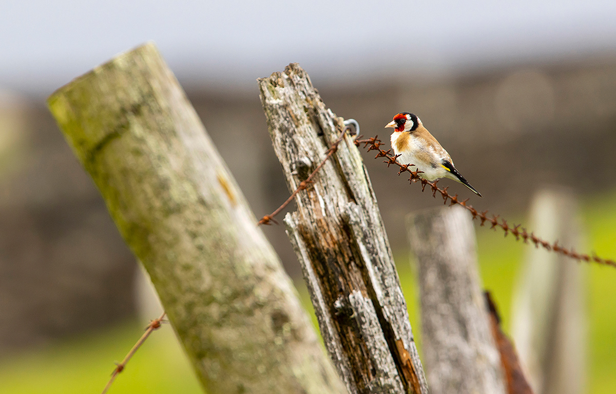 Goldfinch in Peak District