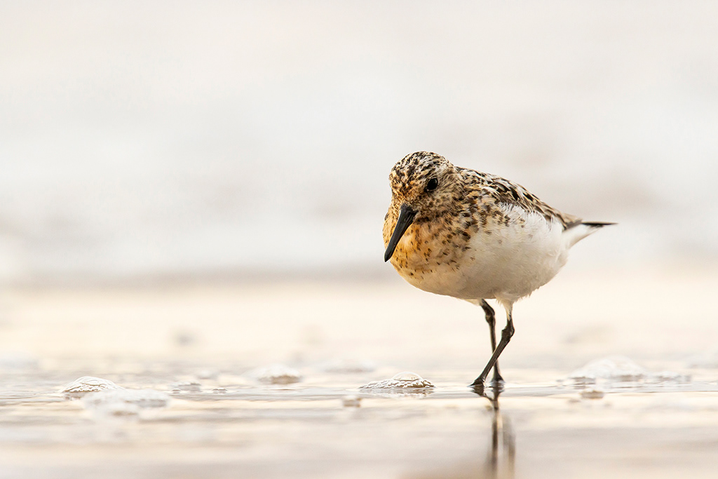 Sanderling moulting out of summer plumage on Norfolk beach
