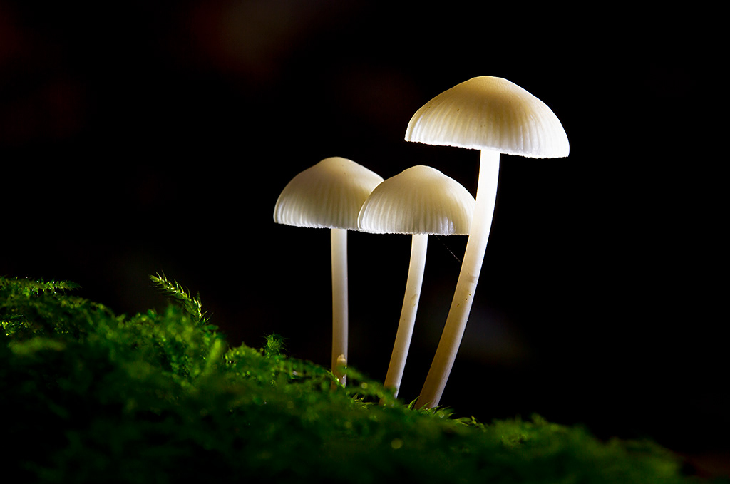 Mycena fungi