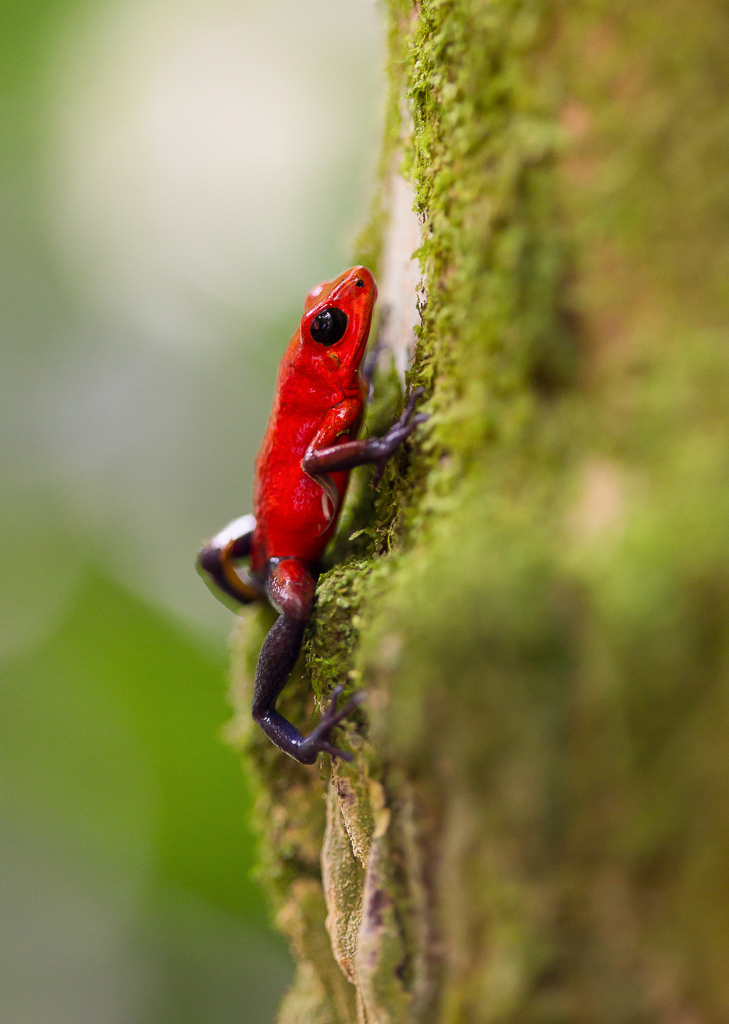 Strawberry Dart Frog