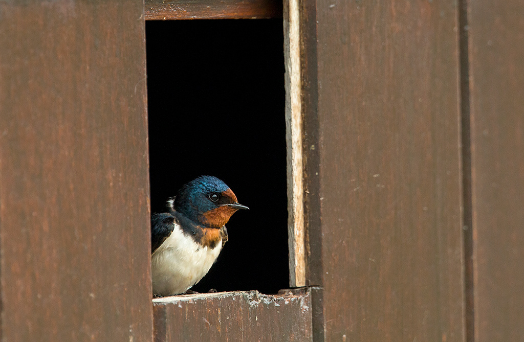 Swallow on barn door