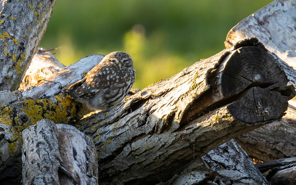 Little owl on its favourite log pile