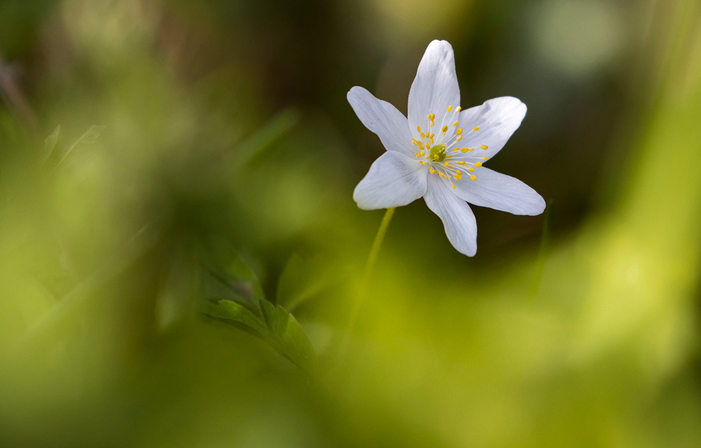 Wood anemone