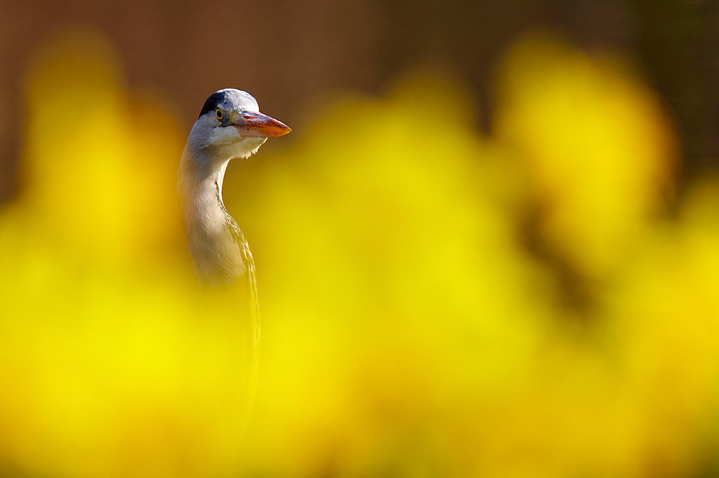 Grey heron framed by daffodils