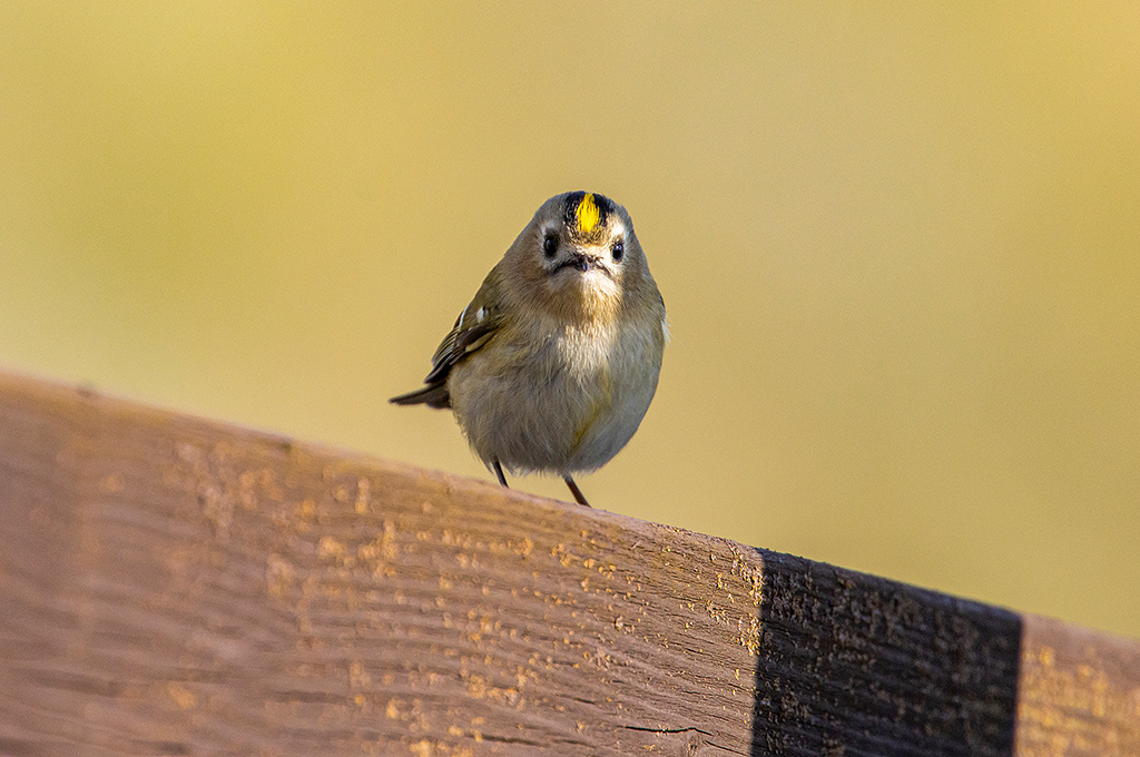 Goldcrest watching me