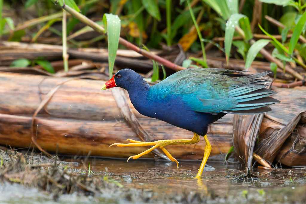Purple Swamphen, Tortuguero