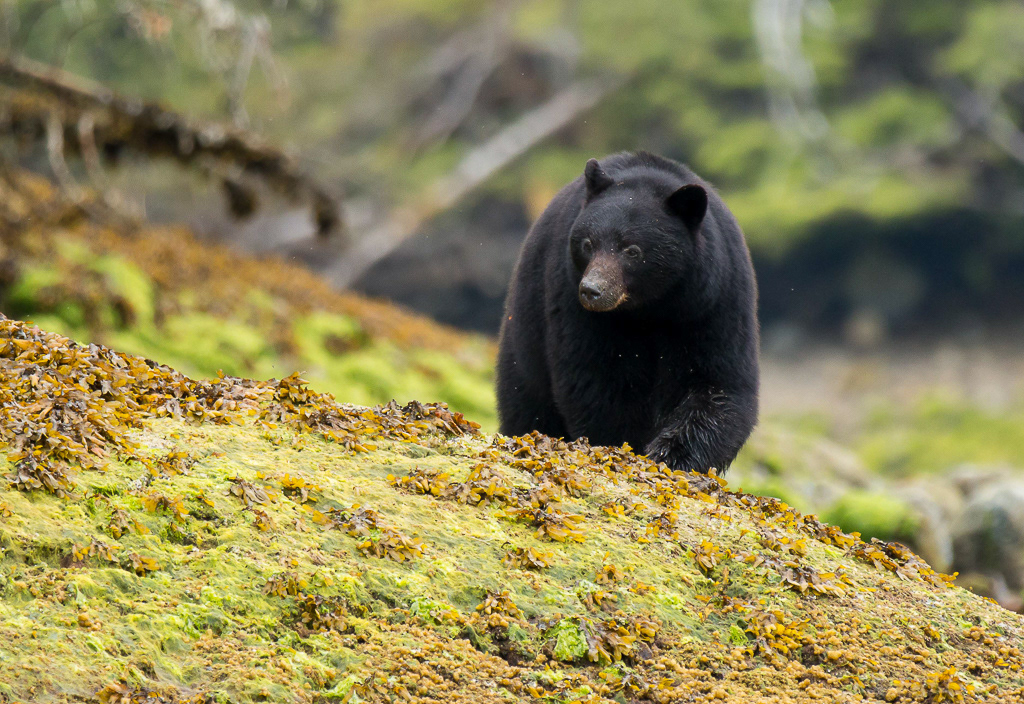 Black Bear, Vancouver Island