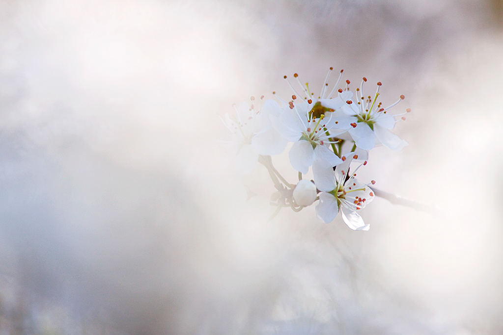 Blackthorn blossom