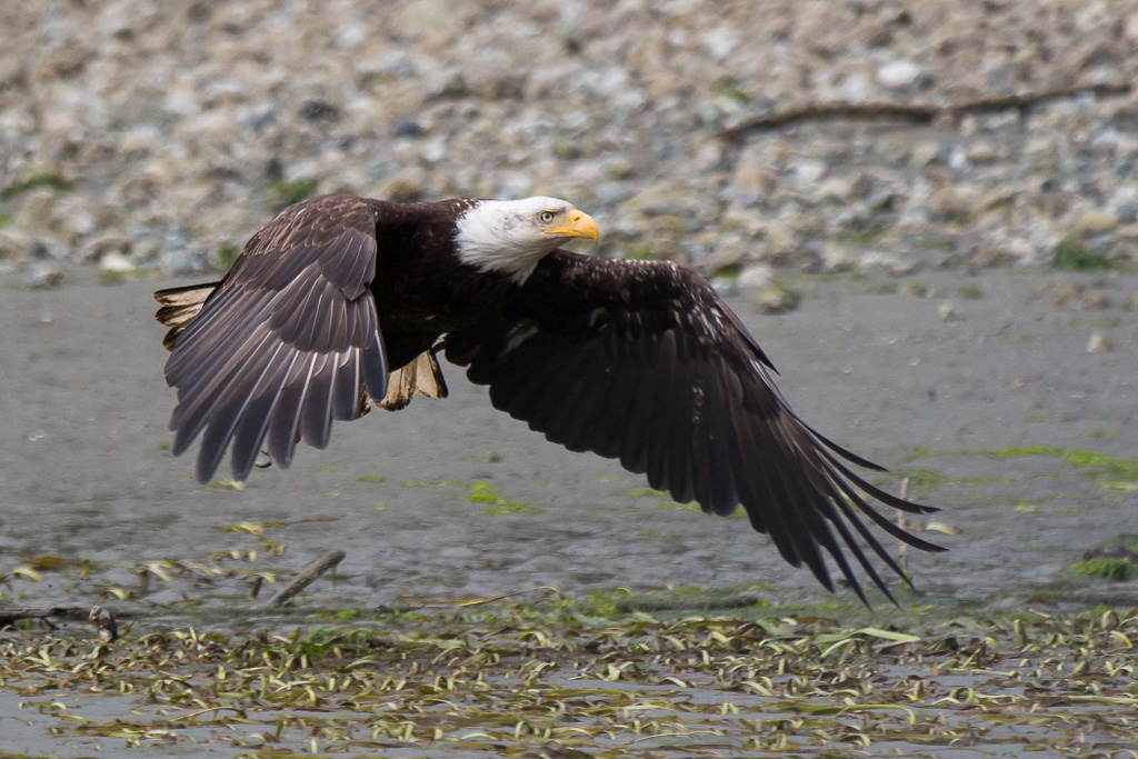 Bald Eagle taking off