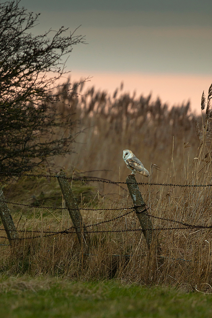 Barn owl resting between hunts