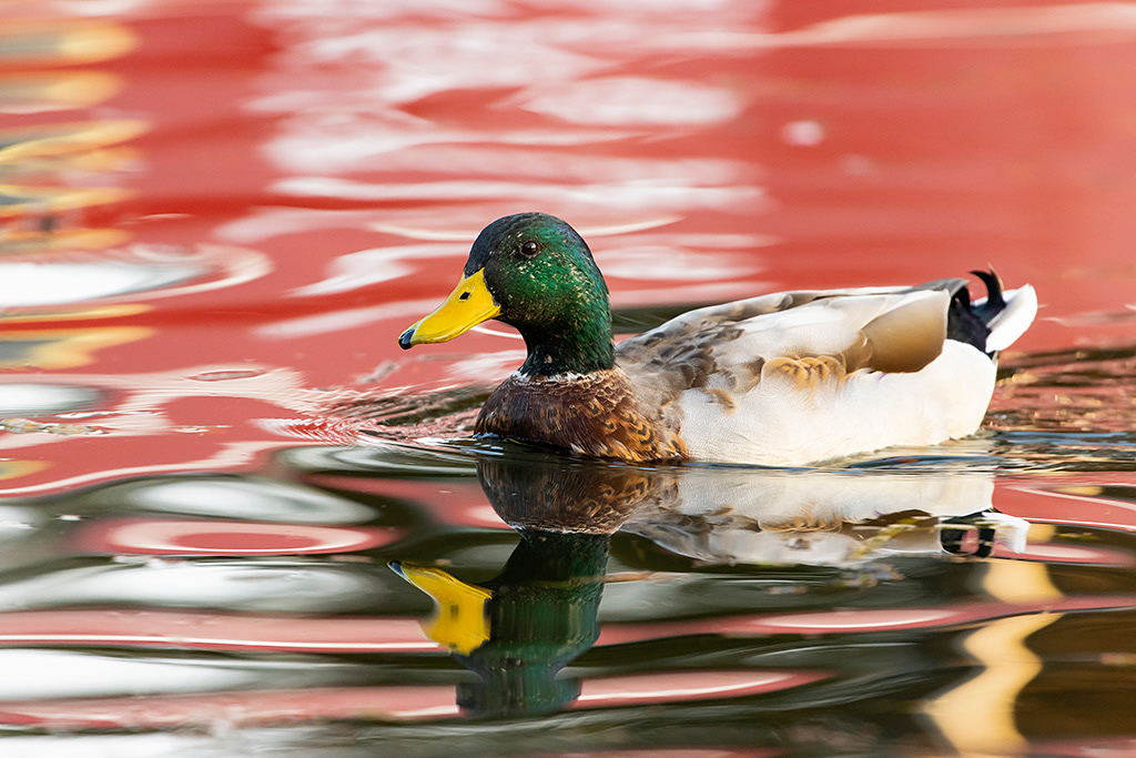 Mallard with colourful reflections