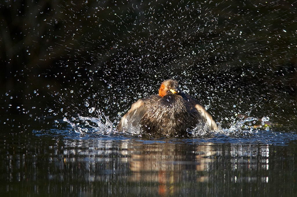 Little grebe having a splash