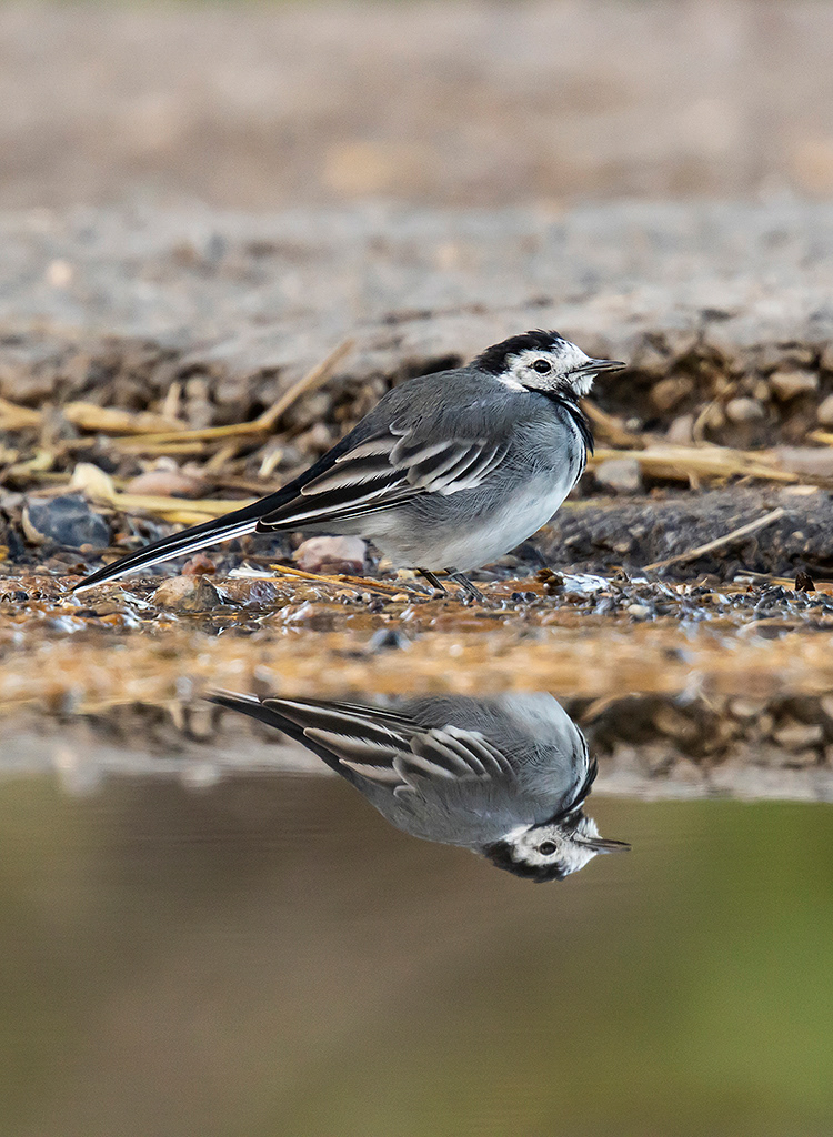 Pied wagtail and reflection