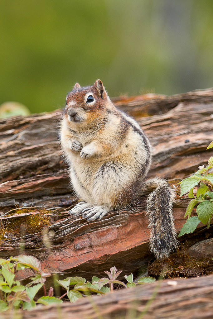 Golden-mantled ground squirrel