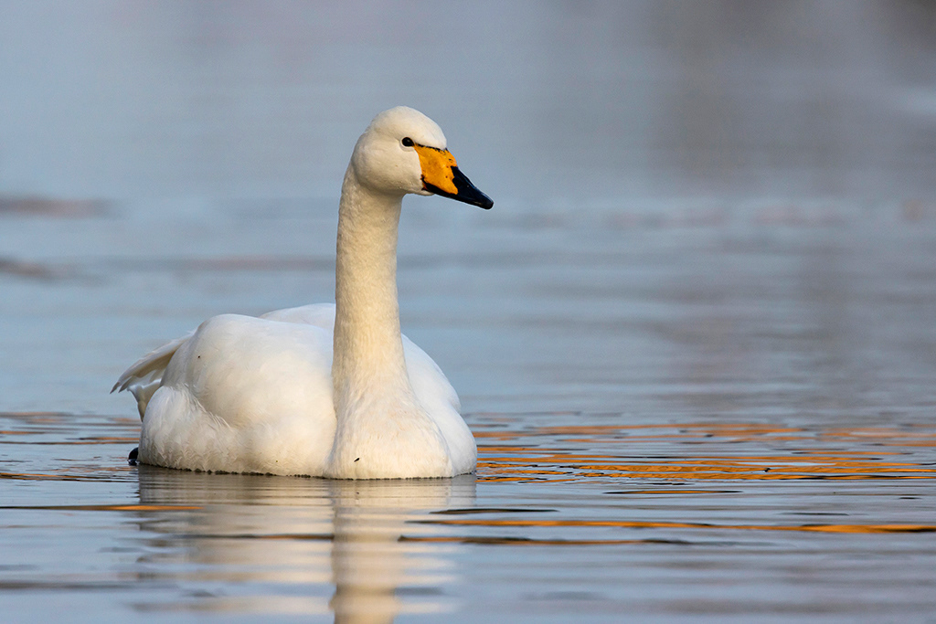 Whooper swan