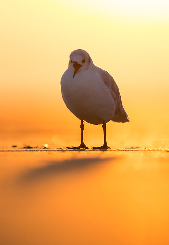 Black-headed gull at sunset