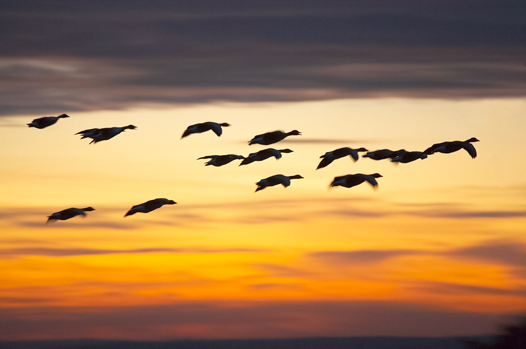 Greylag geese at dawn