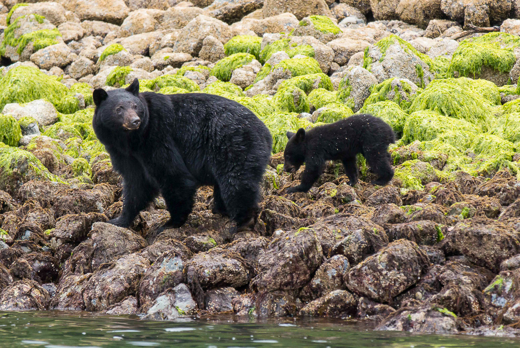 Black bear and cub, Vancouver Island