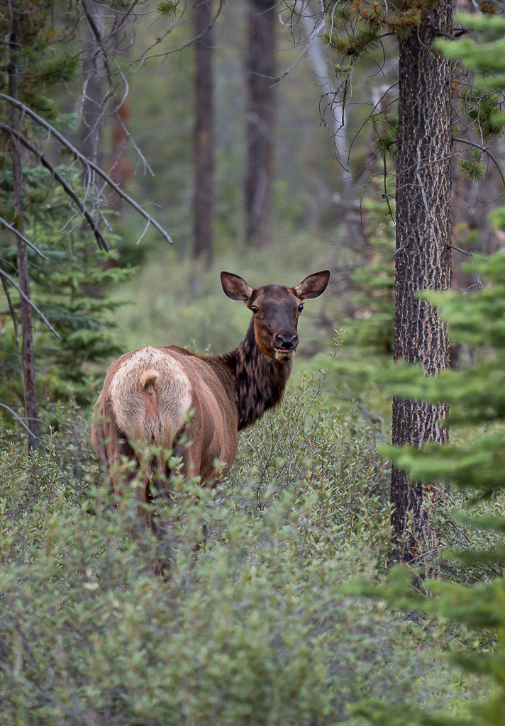 Elk, Jasper National Park