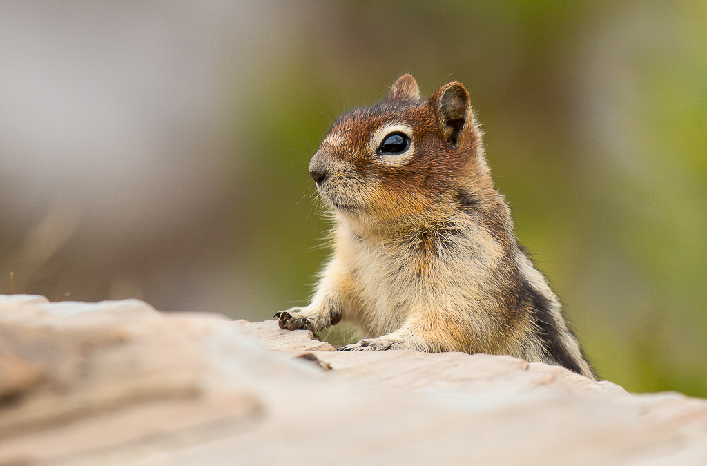 Golden-mantled ground squirrel