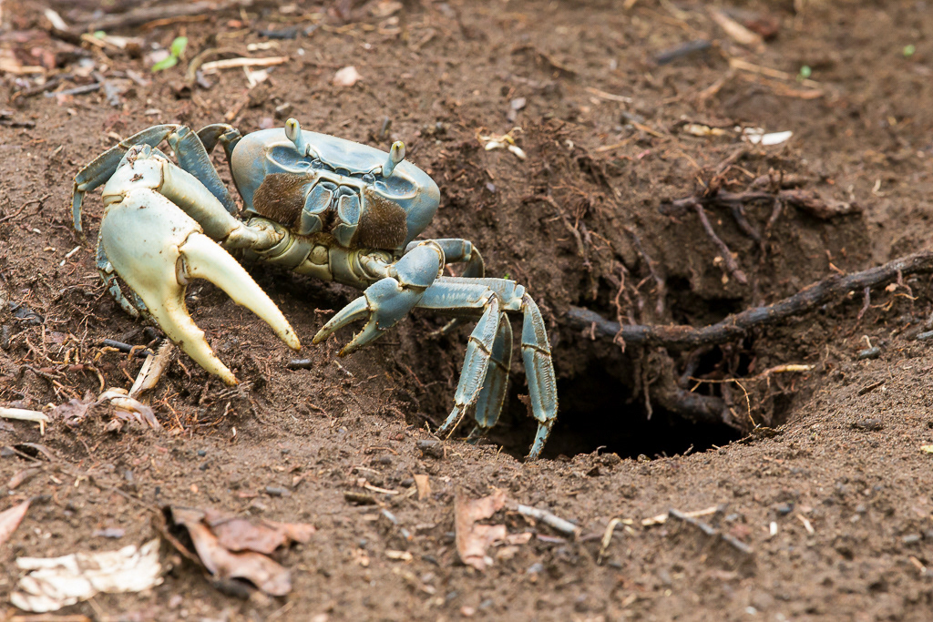 Blue Land crab, Tortuguero National Park