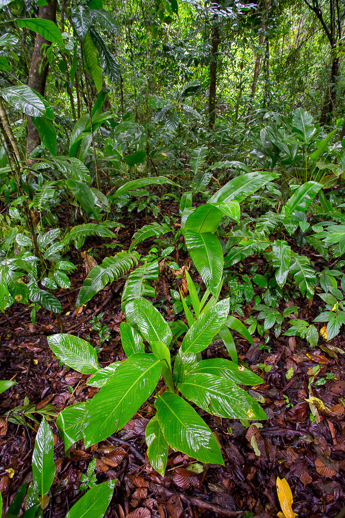 Tortuguero National Park
