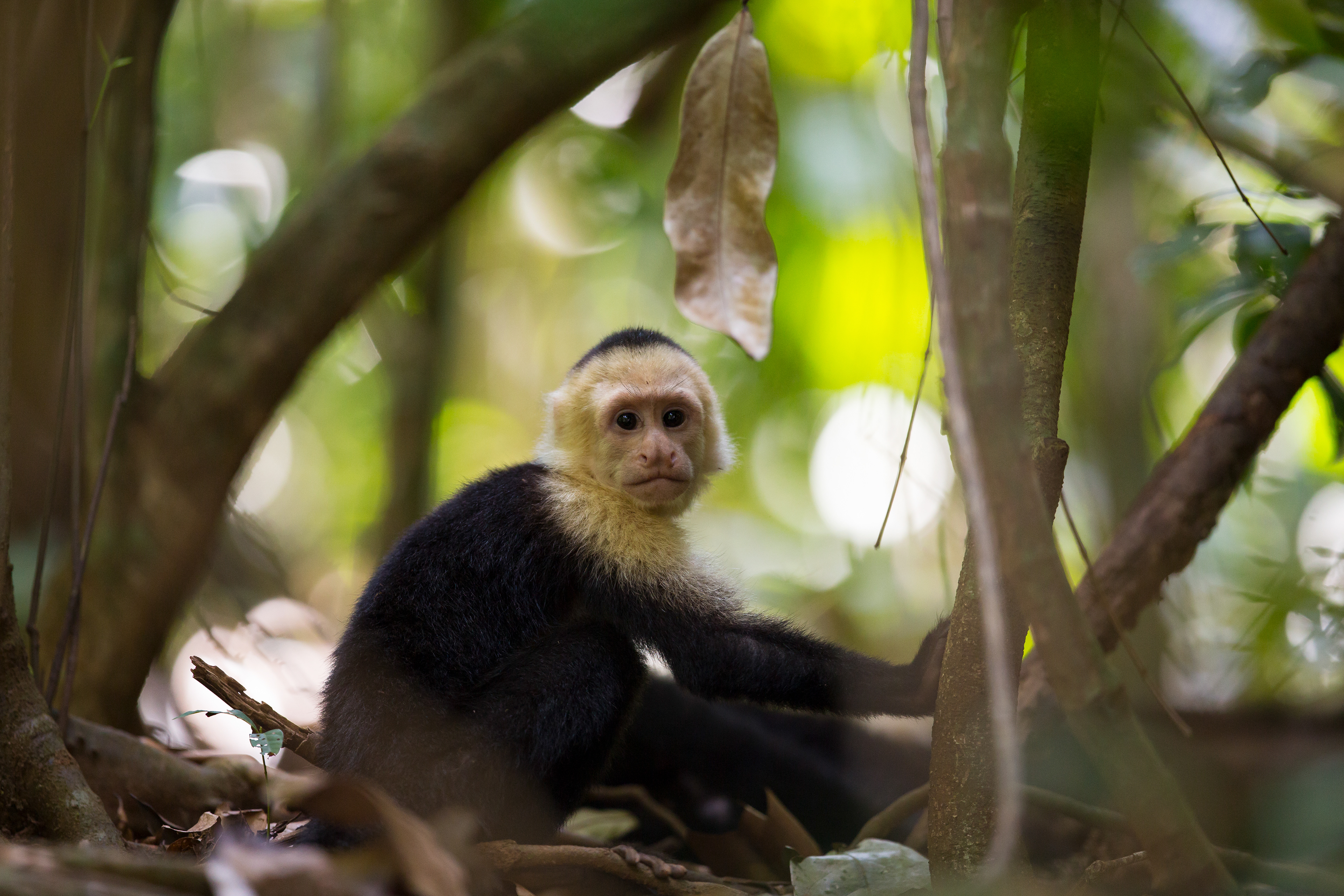 White-faced Capuchin, Manuel Antonio National Park