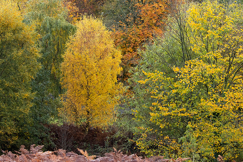 Autumn colours at Ilkley Moor, Yorkshire