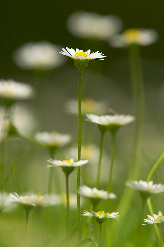 Daisies on lawn