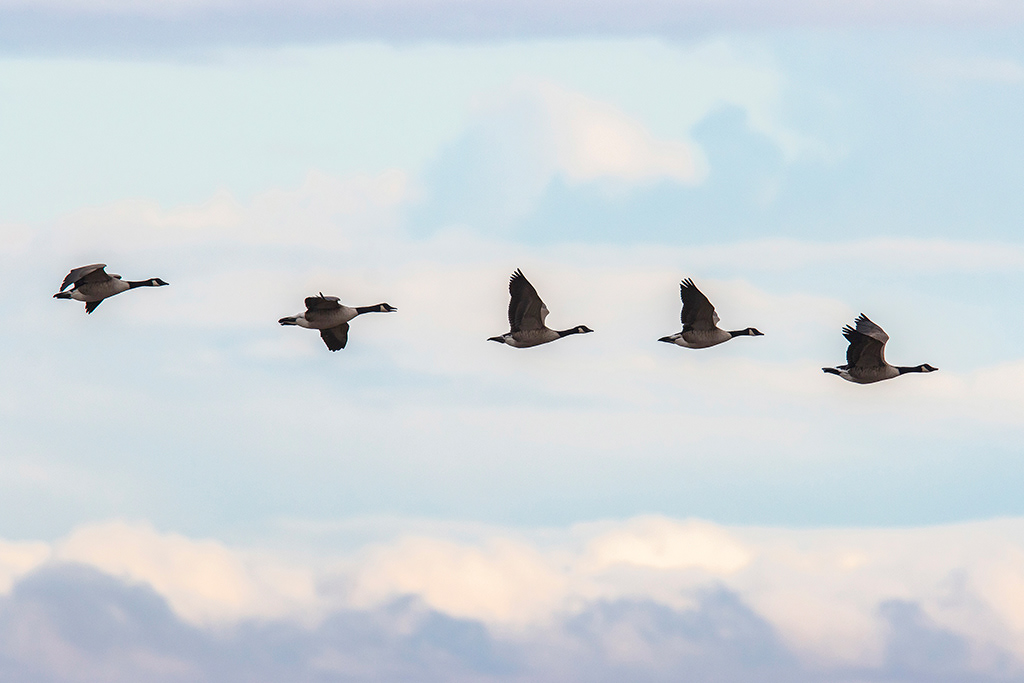 Canada geese in formation