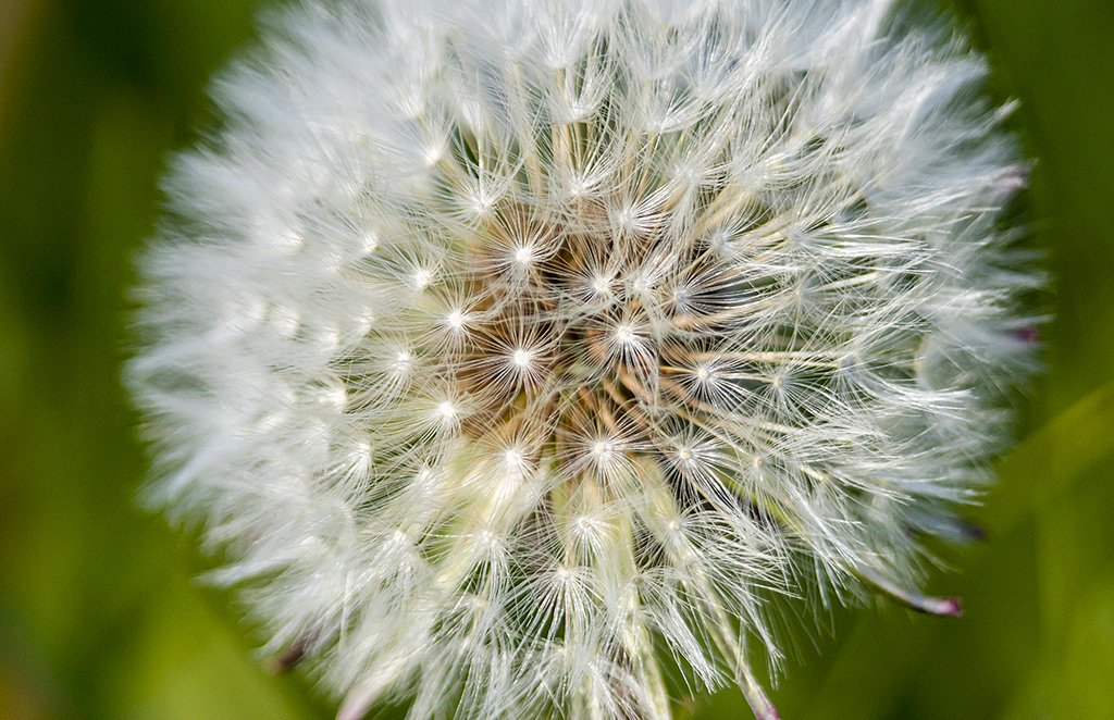 Dandelion seed head