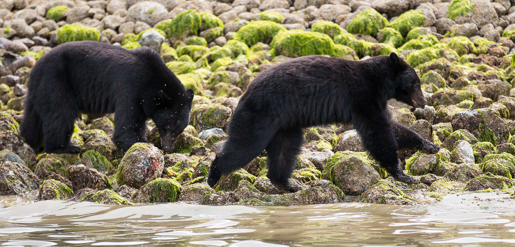 Black Bears, Vancouver Island