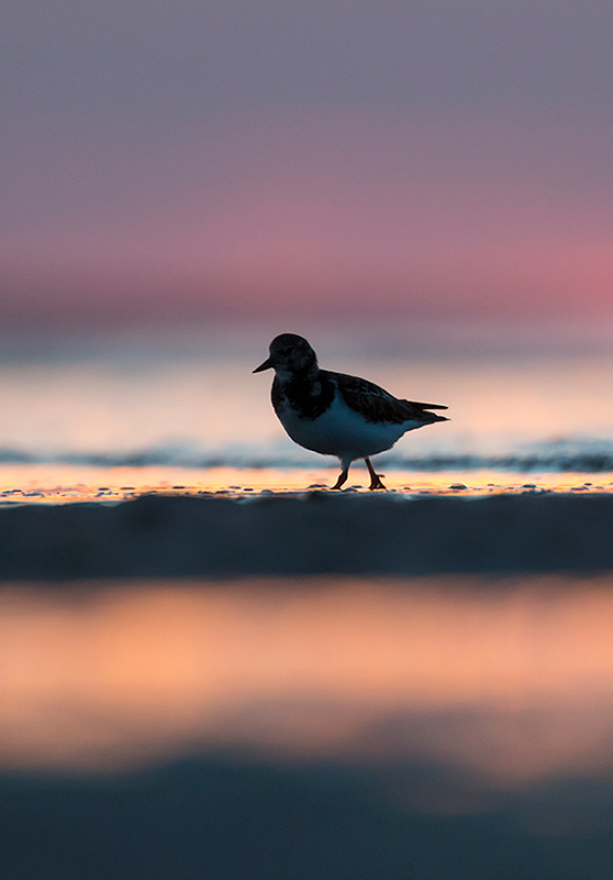 Turnstone at sunset