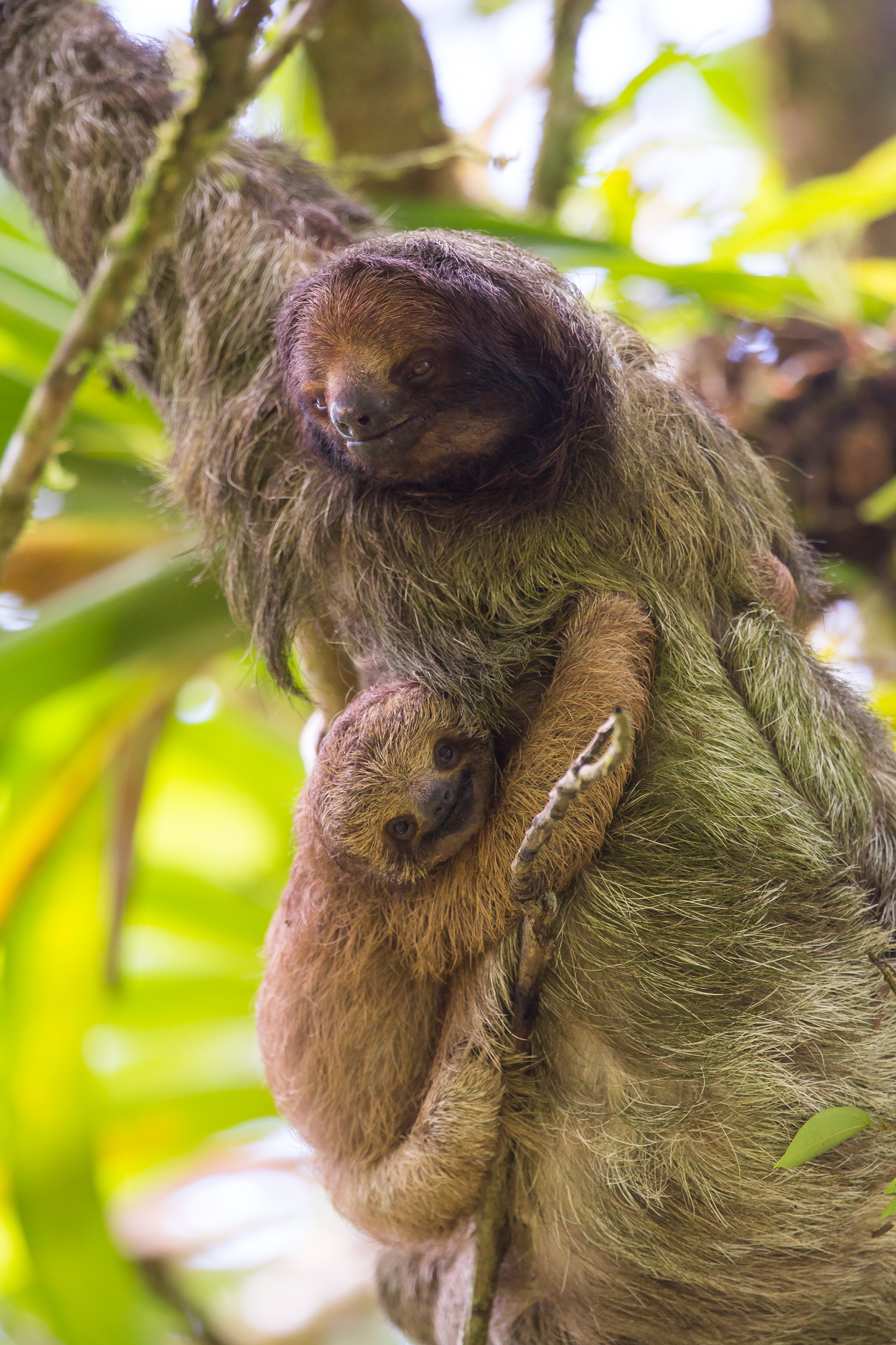Three-toed sloth and baby, Selva Verde