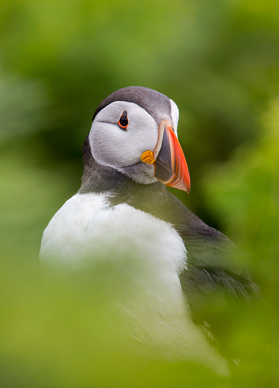 Puffin, Skomer Island