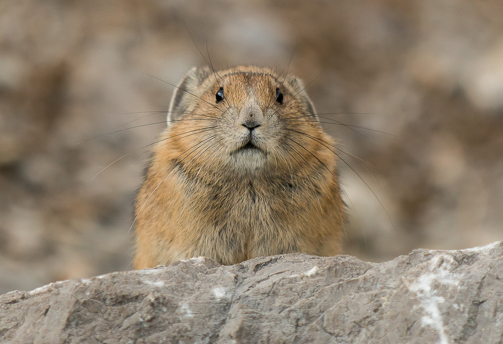 American Pika