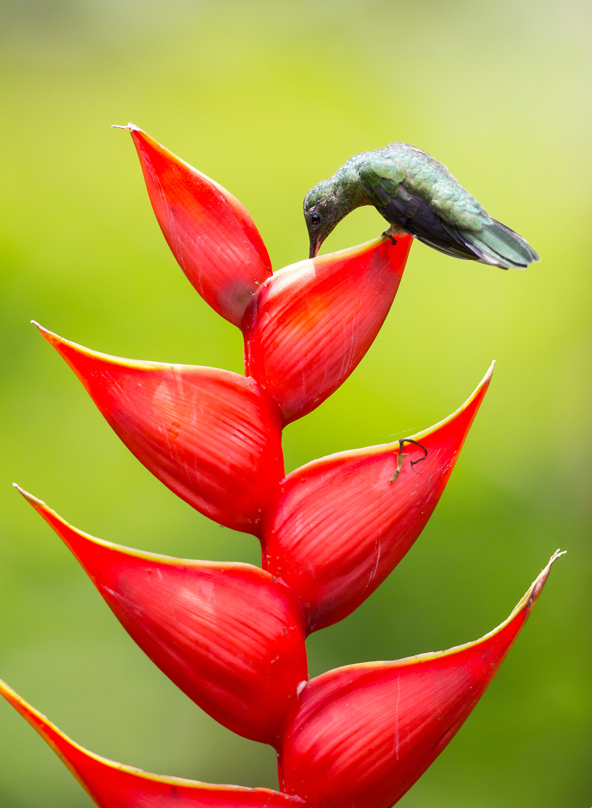 White-necked jacobin, Sarapiqui region