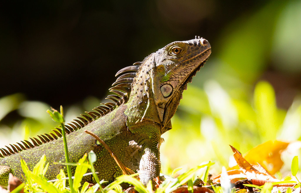 Green iguana, Tortuguero National Park