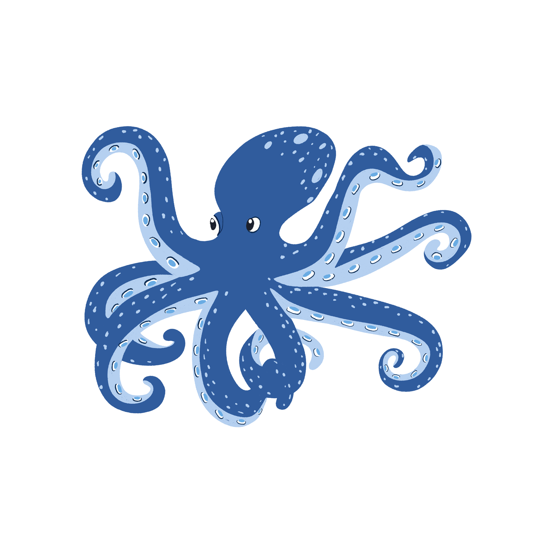 Mediterranean Squid