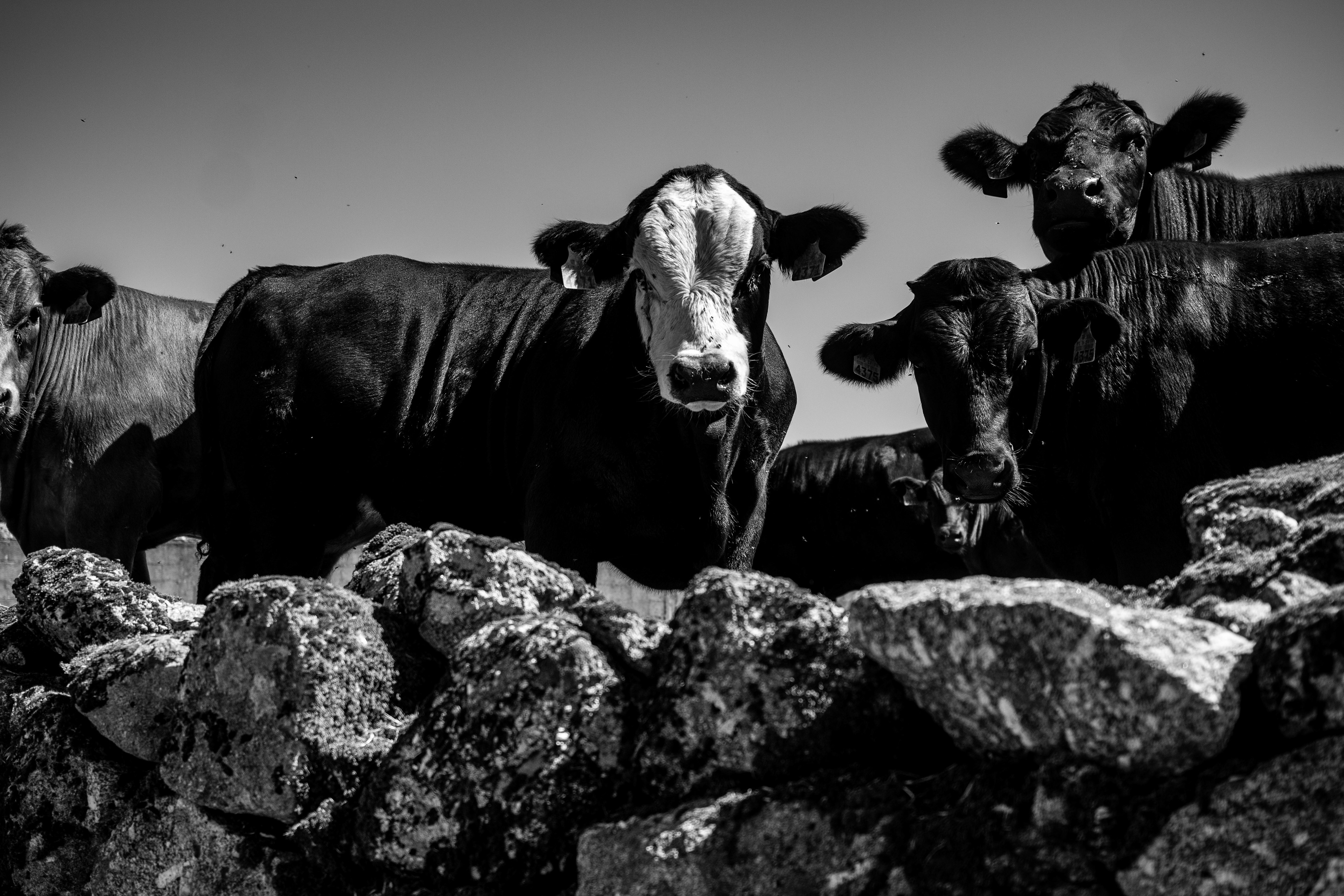  Paredes De Coura, 2025.